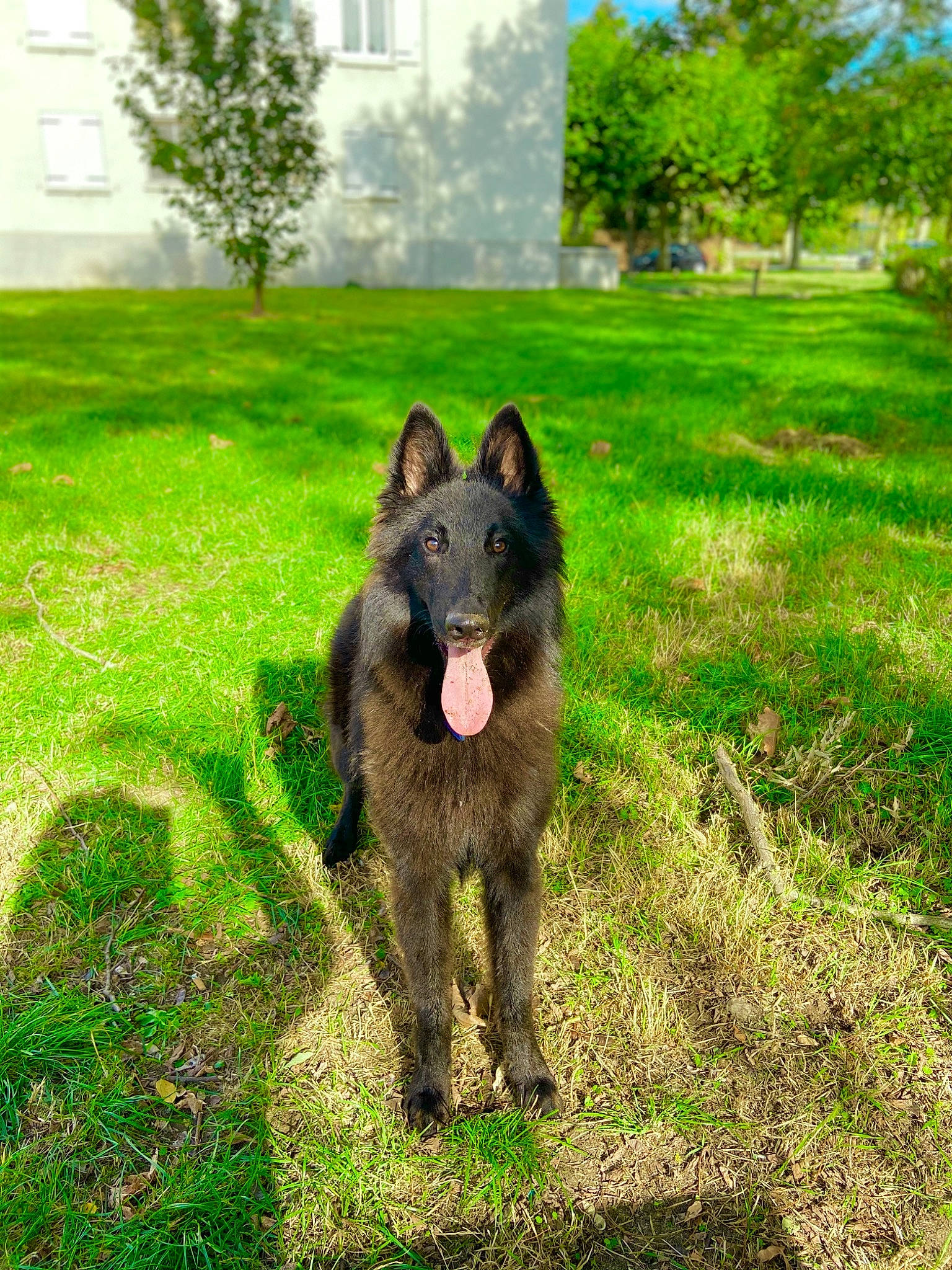 Microbe a rejoint le concours — aidez-le/la à gagner de superbes lots ! carnivore, companion_dog, dog, dog_breed, garden, grass, grassland, groundcover, herding_dog, lawn, old_german_shepherd_dog, plant, sporting_group, tail, terrestrial_animal, tree, window, working_animal, working_dog, yard