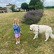 Jessy participe au concours pour gagner de l'argent avec cette photo : child, dog, grass, leash, flower_bush, purple_flowers, denim_jacket, dress, outdoor, field, house, cloudy_sky, tree, pet, animal, walking, summer, nature, grass_field, rural
