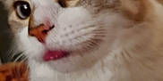 Sissy is registered to the contest to win money with this photo: cat, close_up, tongue_out, indoor, feline, fur, whiskers, cute, playful, pet, animal, eyes, nose, tabby, white_fur, curious, mammal, domestic_cat, face, expression