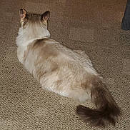 Sissy joined the competition — help win amazing prizes! cat, feline, pet, indoor, carpet, fluffy, tail, relaxed, animal, mammal, fur, cream_color, brown_tail, home, resting, quiet, back_view, soft_texture, domestic, cozy