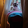 Sissy joined the competition — help win amazing prizes! cat, indoor, blanket, crocheted, window, curtains, lamp, cozy, feline, pet, resting, soft_light, home, comfortable, fur, animal, relaxing, domestic, colorful, quiet