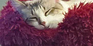 Sissy joined the competition — help win amazing prizes! animal, cat, comfort, cozy, cute, domestic_cat, feline, fluffy, fur, home, indoor, nap, peaceful, pet_bed, red, relaxation, rest, sleeping, soft, whiskers