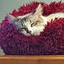 animal, cat, comfort, cozy, cute, domestic_cat, feline, fluffy, fur, home, indoor, nap, peaceful, pet_bed, red, relaxation, rest, sleeping, soft, whiskers