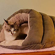 Sissy joined the competition — help win amazing prizes! animal, cat, comfortable, cozy, cute, domestic, feline, gray, heart_design, indoor, mat, pet_bed, pink, plush_toy, relaxing, resting, sleeping_area, soft_texture, toy, wooden_surface