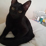 Aby participe au concours pour gagner de l'argent avec cette photo : black_cat, cat, pet, animal, feline, curious, sitting, indoor, soft_surface, white_bed, ears, eyes, whiskers, tail, household_items, background, domestic, cute, portrait, tilted_head