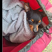 Kiki a rejoint le concours — aidez-le/la à gagner de superbes lots ! dog, puppy, blanket, red_bag, cozy, sleepy, small_dog, pet, animal, fur, outdoor, close_up, resting, black_and_tan, canine, wrapped, cute, ears, nose, snuggled