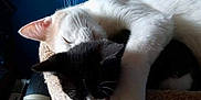 Ragnar joined the competition — help win amazing prizes! cat, cats, sleeping, snuggling, cat_tree, pet, animal, feline, black_and_white_cat, white_cat, paw, indoor, cozy, fur, resting, cute, domestic_cat, bed, companion, peaceful