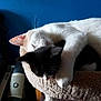 cat, cats, sleeping, snuggling, cat_tree, pet, animal, feline, black_and_white_cat, white_cat, paw, indoor, cozy, fur, resting, cute, domestic_cat, bed, companion, peaceful