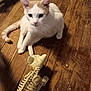 cat, animal, pet, wooden_floor, indoor, toy, skeleton_model, curious, white_cat, beige_cat, floorboards, playful, closeup, domestic_cat, looking, sitting, shadow, background, paws, whiskers