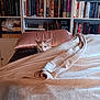 cat, bed, blanket, pillow, bookshelf, books, indoor, cozy, resting, feline, fur, shelving, reading, relaxation, soft, comfort, home, quiet, animal, pet