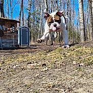 Gypsy joined the competition — help win amazing prizes! dog, bulldog, ball, jumping, outdoor, trees, blue_sky, grass, dirt, play, animal, pet, nature, wooden_shed, leafless_trees, sunny, daytime, active, running, canine