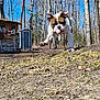 dog, bulldog, ball, jumping, outdoor, trees, blue_sky, grass, dirt, play, animal, pet, nature, wooden_shed, leafless_trees, sunny, daytime, active, running, canine