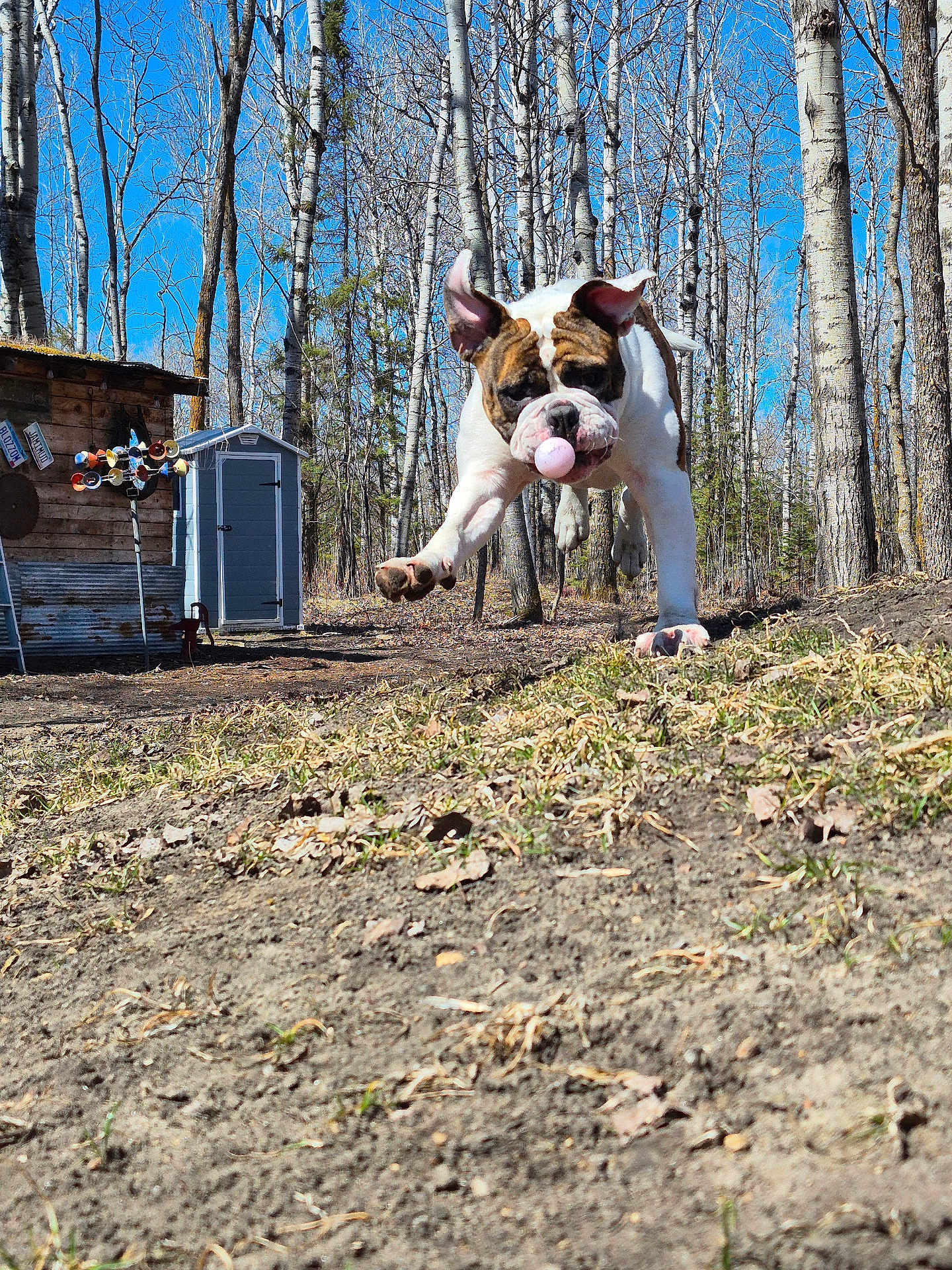 Gypsy joined the competition — help win amazing prizes! dog, bulldog, ball, jumping, outdoor, trees, blue_sky, grass, dirt, play, animal, pet, nature, wooden_shed, leafless_trees, sunny, daytime, active, running, canine
