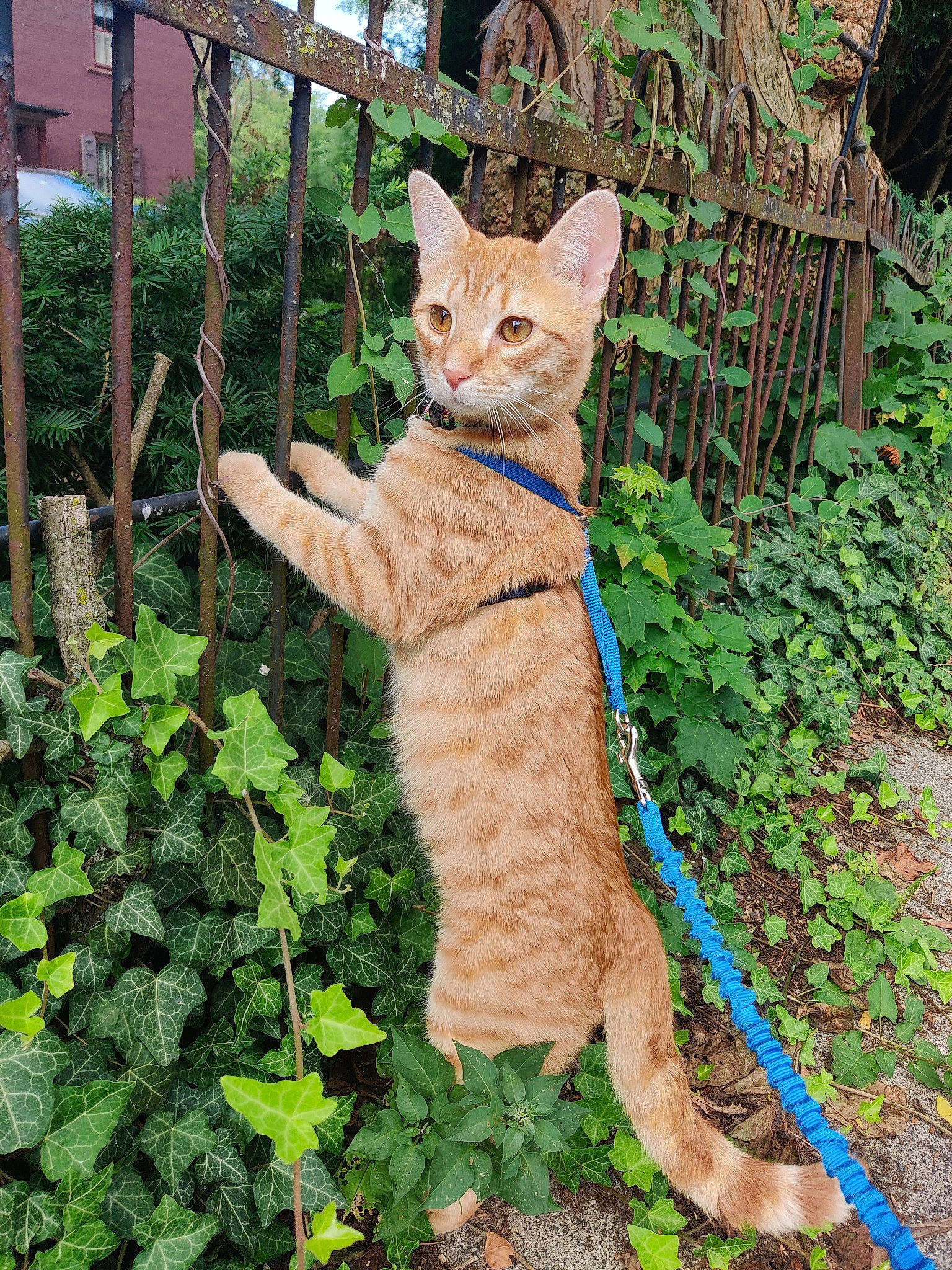 Tazz joined the competition — help win amazing prizes! asian, carnivore, cat, chausie, domestic_short_haired_cat, european_shorthair, fawn, felidae, german_rex, kitten, ocicat, plant, small_to_medium_sized_cats, sokoke, tabby_cat, tail, tree, whiskers