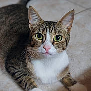 Upette participe au concours pour gagner de l'argent avec cette photo : cat, tabby, green_eyes, pink_nose, white_paws, fur, whiskers, pet, animal, indoor, floor, tile, closeup, laying_down, looking, curious, mammal, domestic_cat, portrait, feline
