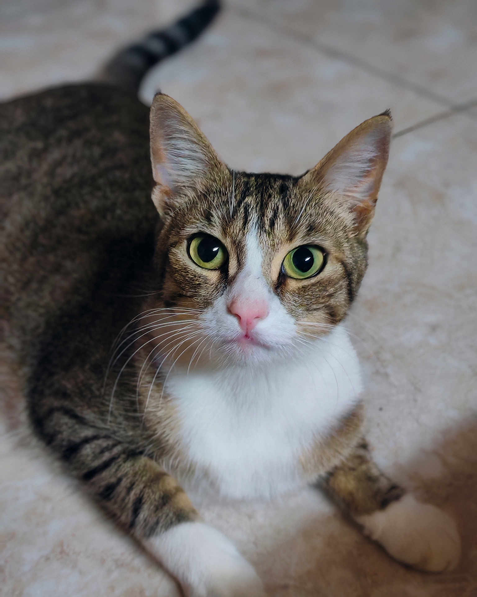 Upette participe au concours pour gagner de l'argent avec cette photo : cat, tabby, green_eyes, pink_nose, white_paws, fur, whiskers, pet, animal, indoor, floor, tile, closeup, laying_down, looking, curious, mammal, domestic_cat, portrait, feline