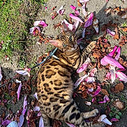 Safar a rejoint le concours — aidez-le/la à gagner de superbes lots ! animal, bengal_cat, brown_spots, cat, close_up, dirt, flower_petals, footwear, grass, harness, leash, looking_up, nature, outdoor, pet, pink_petals, relaxed, shadow, shoe, sunlight