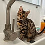 abyssinian, animal, bathing, bathroom, bathtub, bronze, cat, egyptiancat, indoors, kitten, manx, person, pet, room, sink, sinkfaucet, tap, tub, window, windowsill