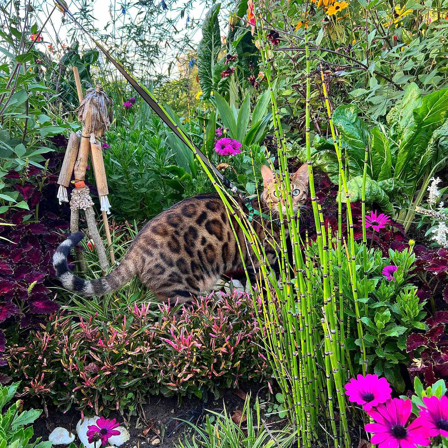 Safar a rejoint le concours — aidez-le/la à gagner de superbes lots ! animal, bengal_cat, camouflage, cat, colorful, curious, daylight, flowers, foliage, garden, greenery, leaves, nature, outdoor, pet, plants, stalks, summer, wildlife, wooden_figure