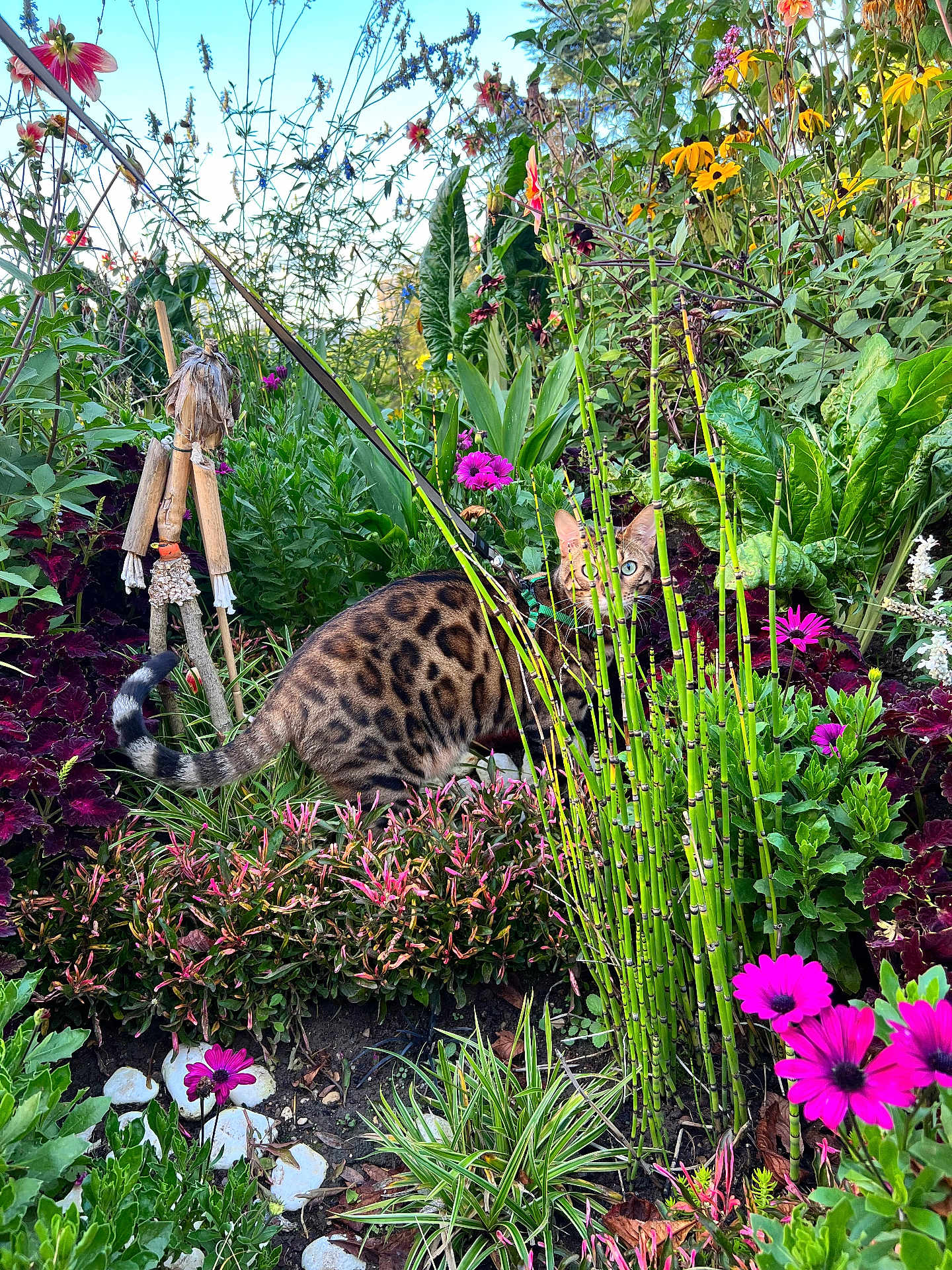 Safar a rejoint le concours — aidez-le/la à gagner de superbes lots ! animal, bengal_cat, camouflage, cat, colorful, curious, daylight, flowers, foliage, garden, greenery, leaves, nature, outdoor, pet, plants, stalks, summer, wildlife, wooden_figure