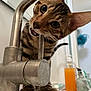 abyssinian, animal, bathing, beverage, bronze, cat, cup, cylinder, glass, handrail, hardwood, indoors, juice, kitten, manx, orangejuice, pet, sink, sinkfaucet, tap
