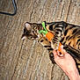 Safar a rejoint le concours — aidez-le/la à gagner de superbes lots ! animal, bengal_cat, black, brown, cat, claws, closeup, curious, feline, human_hand, indoor, light, orange, paw, pet, playful, rug, striped_fur, texture, toy_carrot
