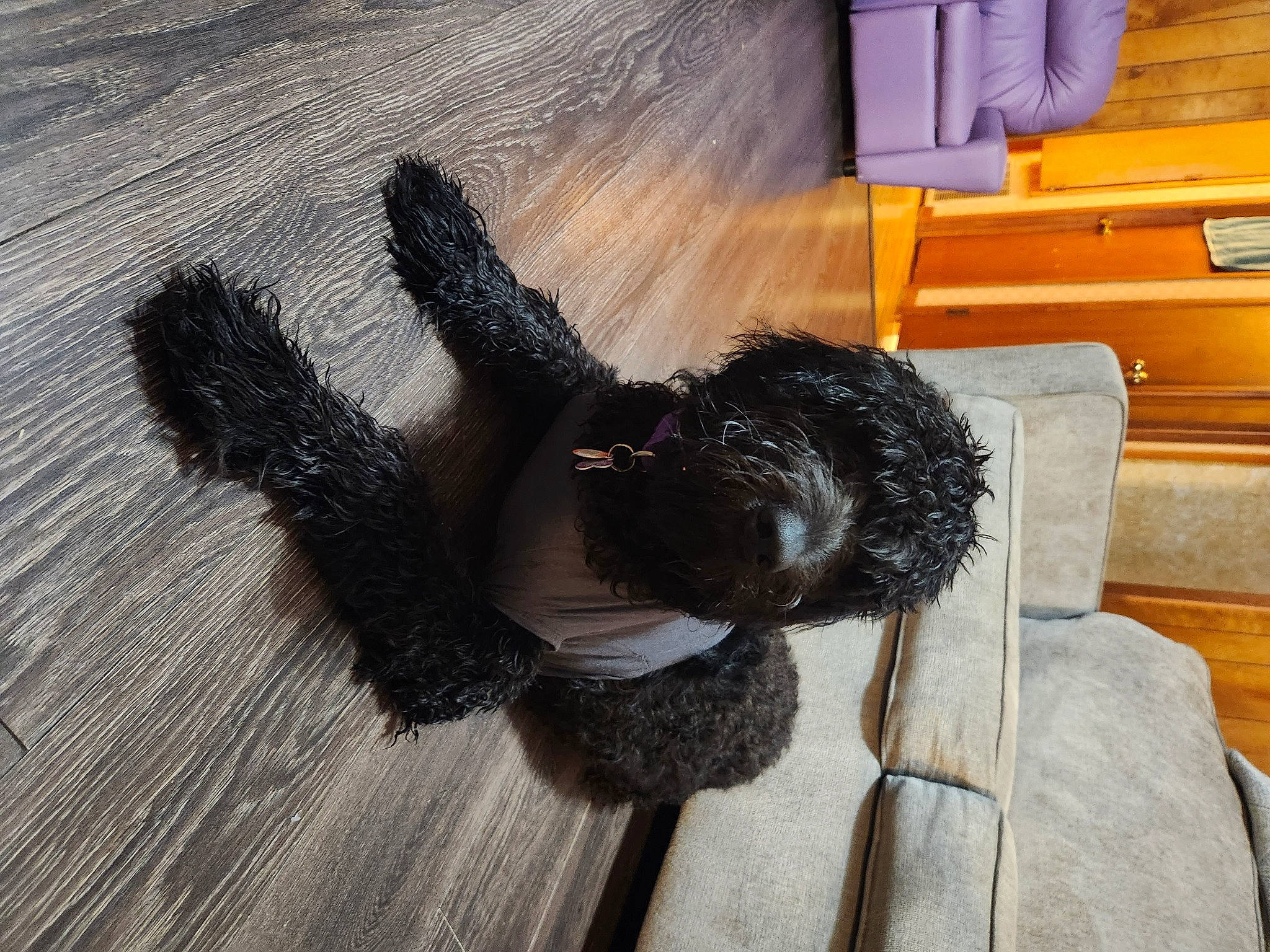 Coco joined the competition — help win amazing prizes! canidae, carnivore, claw, comfort, companion_dog, dog_breed, flooring, foot, fur, hardwood, liver, paw, sporting_group, tail, terrestrial_animal, wood, working_animal