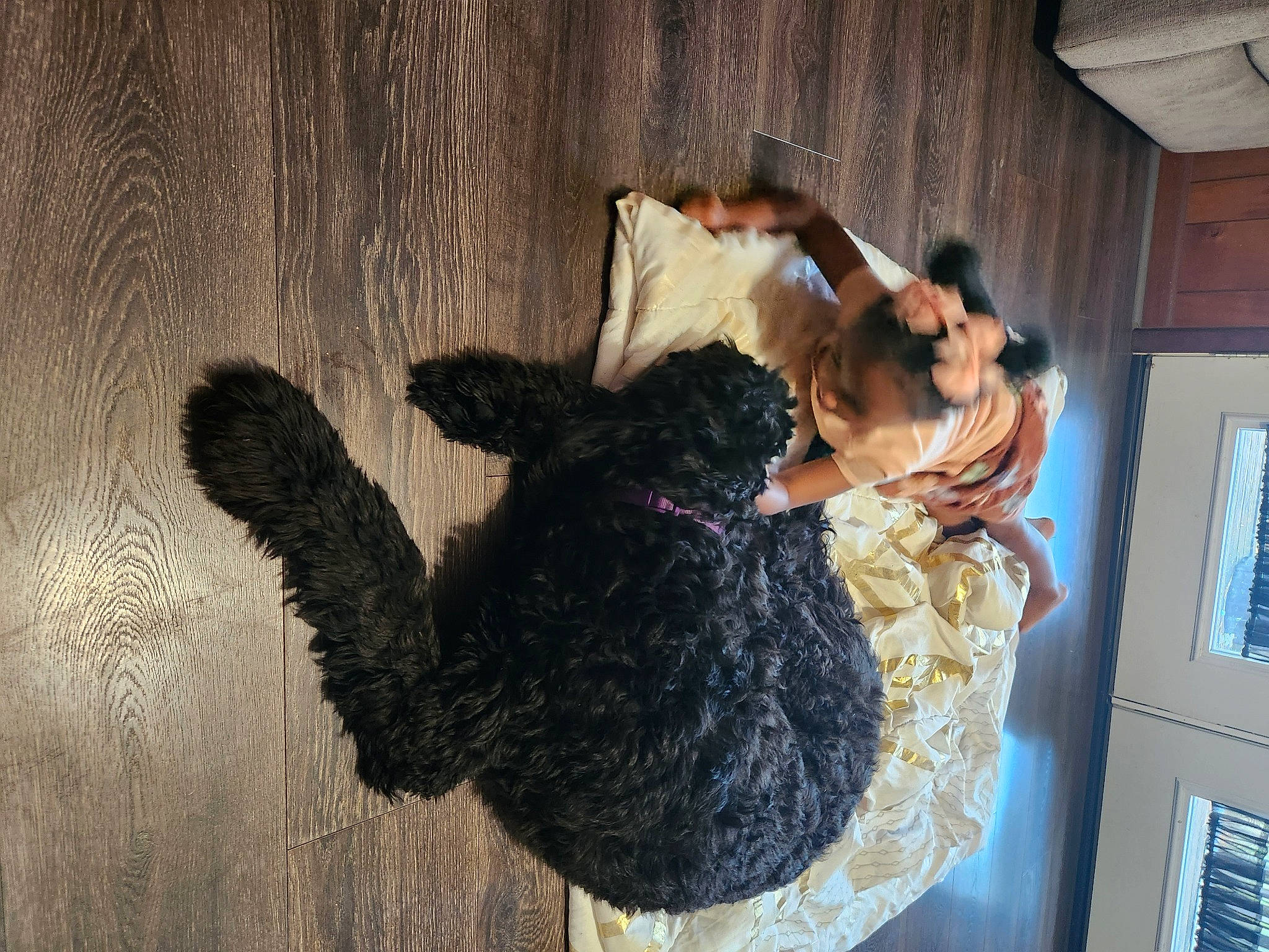 Coco joined the competition — help win amazing prizes! comfort, companion_dog, fawn, felidae, fur, hardwood, natural_material, pattern, room, shadow, sporting_group, tail, tree, visual_arts, wood, wool, woolen