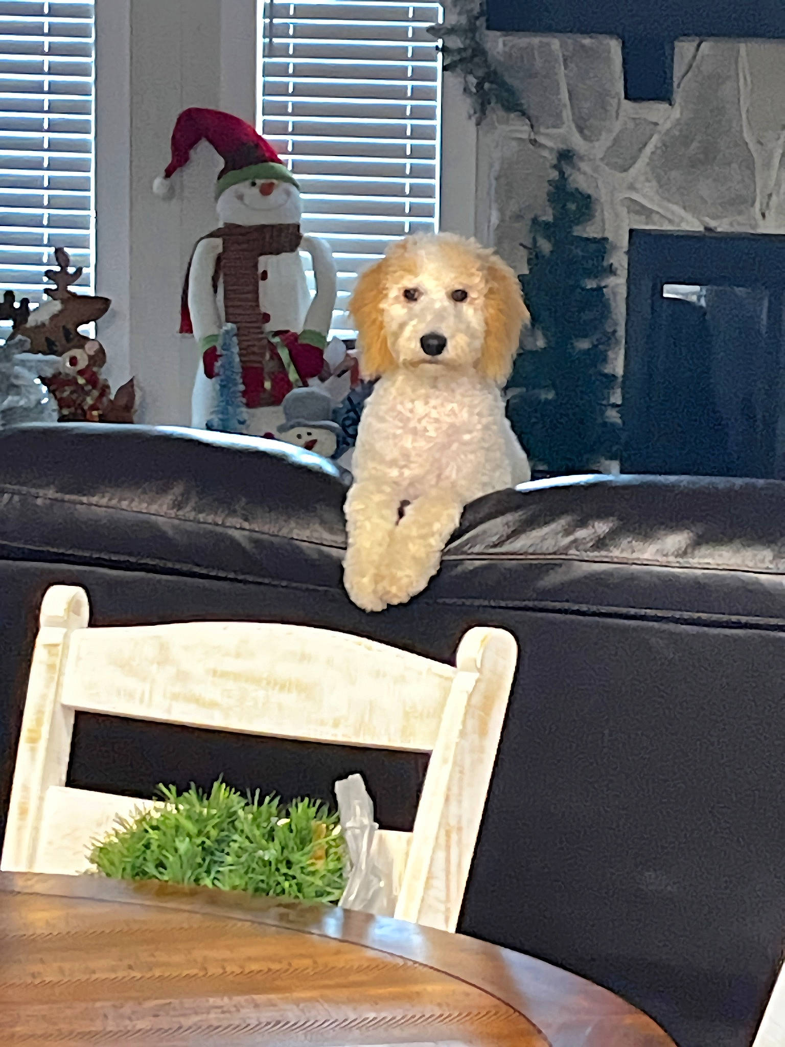 Cookie is registered to the contest to win money with this photo: carnivore, chair, comfort, companion_dog, couch, dog, dog_breed, fawn, interior_design, living_room, mammal, outdoor_furniture, room, sofa_bed, studio_couch, table, toy, vertebrate, window, wood