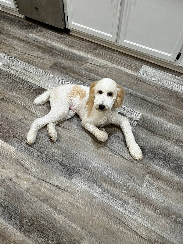 Cookie is registered to the contest to win money with this photo: canidae, carnivore, companion_dog, dog, dog_breed, dog_supply, door, fawn, floor, flooring, gun_dog, hardwood, paw, pet_supply, snout, sporting_group, tail, wood, wood_flooring, working_animal