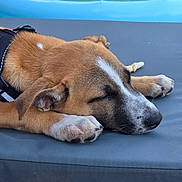 Joy a rejoint le concours — aidez-le/la à gagner de superbes lots ! puppy, dog, sleeping, resting, paw, chew_bone, outdoor, inflatable_pool, blue, brown, white_markings, close_up, calm, pet, fur, snout, ear, relaxing, daytime, canine