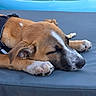 puppy, dog, sleeping, resting, paw, chew_bone, outdoor, inflatable_pool, blue, brown, white_markings, close_up, calm, pet, fur, snout, ear, relaxing, daytime, canine