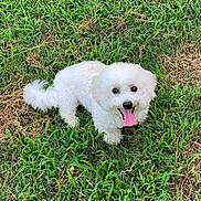 Liam joined the competition — help win amazing prizes! animal, bodypart, canine, dog, eskimodog, field, grass, grassland, green, lawn, mouth, nature, outdoors, pet, plant, poodle, puppy, terrier, vegetation, whitedog
