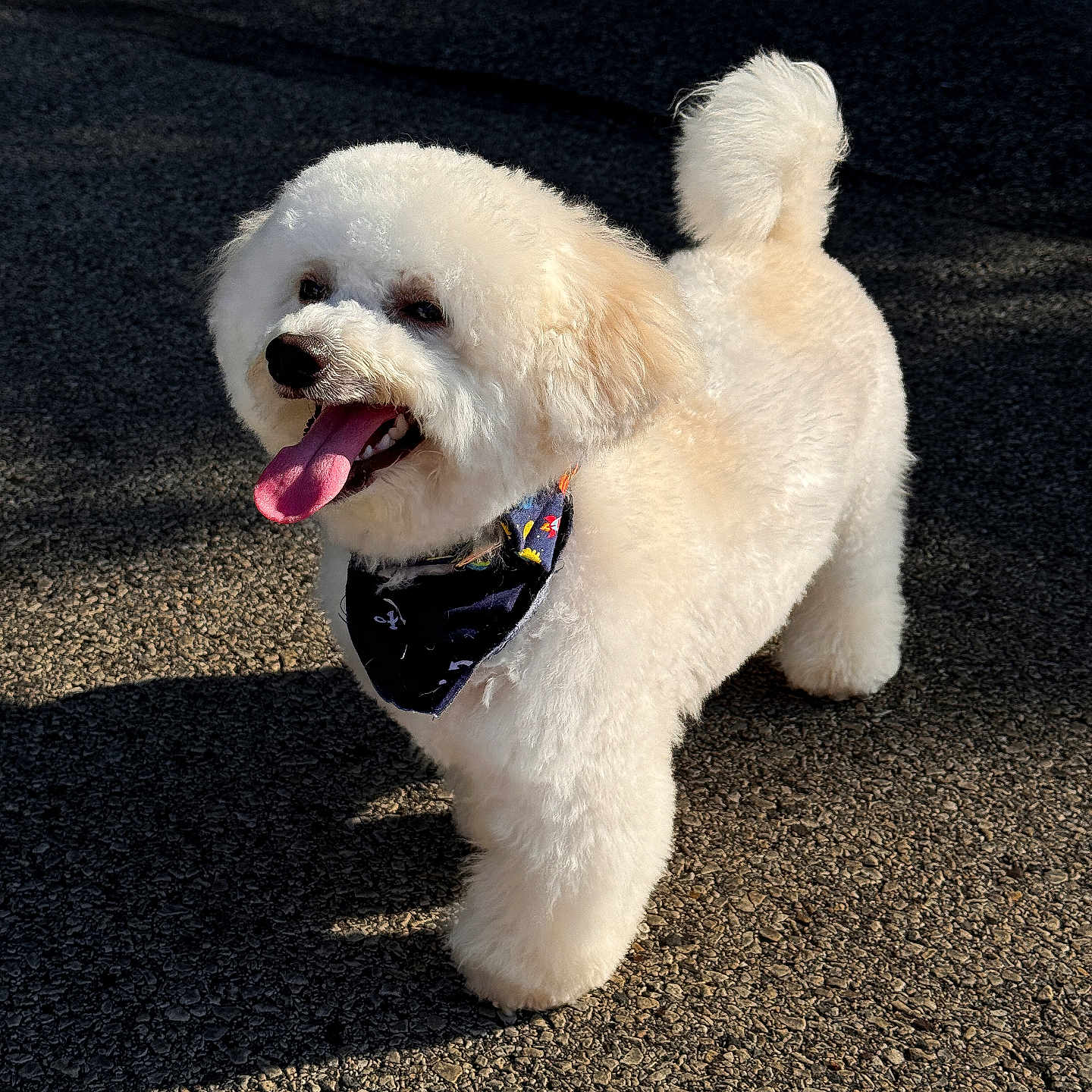 Liam is registered to the contest to win money with this photo: accessories, alloywheel, animal, bodypart, canine, dog, leash, machine, mouth, person, pet, poodle, puppy, road, spoke, strap, tarmac, terrier, tongue, whitedog