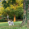 Liam joined the competition — help win amazing prizes! animal, architecture, backyard, building, canine, dog, grass, green, grove, land, nature, outdoors, park, pet, plant, shelter, tree, vegetation, woodland, yard