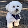 Liam is registered to the contest to win money with this photo: accessories, animal, bandana, canine, clothing, dog, eskimodog, formalwear, headband, pet, poodle, puppy, road, scarf, strap, tar, tarmac, terrier, tie, whitedog