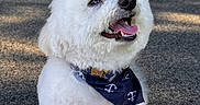 Liam is registered to the contest to win money with this photo: accessories, animal, bandana, bodypart, canine, dog, formalwear, headband, leash, mouth, person, pet, poodle, puppy, road, strap, tarmac, terrier, tie, whitedog