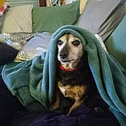 Nénette a rejoint le concours — aidez-le/la à gagner de superbes lots ! dog, small_dog, blanket, teal_blanket, couch, sofa, pillow, red_collar, pet, indoor, cozy, living_room, fur, portrait, sitting, looking_out, plant, cushions, blanket_hood, relaxed