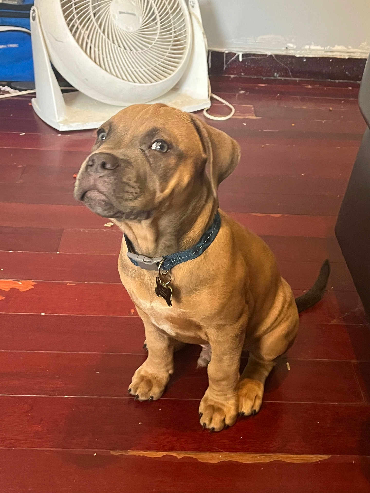 Blade is registered to the contest to win money with this photo: puppy, dog, brown_dog, collar, pet, floor, wooden_floor, indoor, fan, household_item, sitting, looking_up, cute, pet_accessory, domestic_animal, animal, companion, young_dog, flooring, home