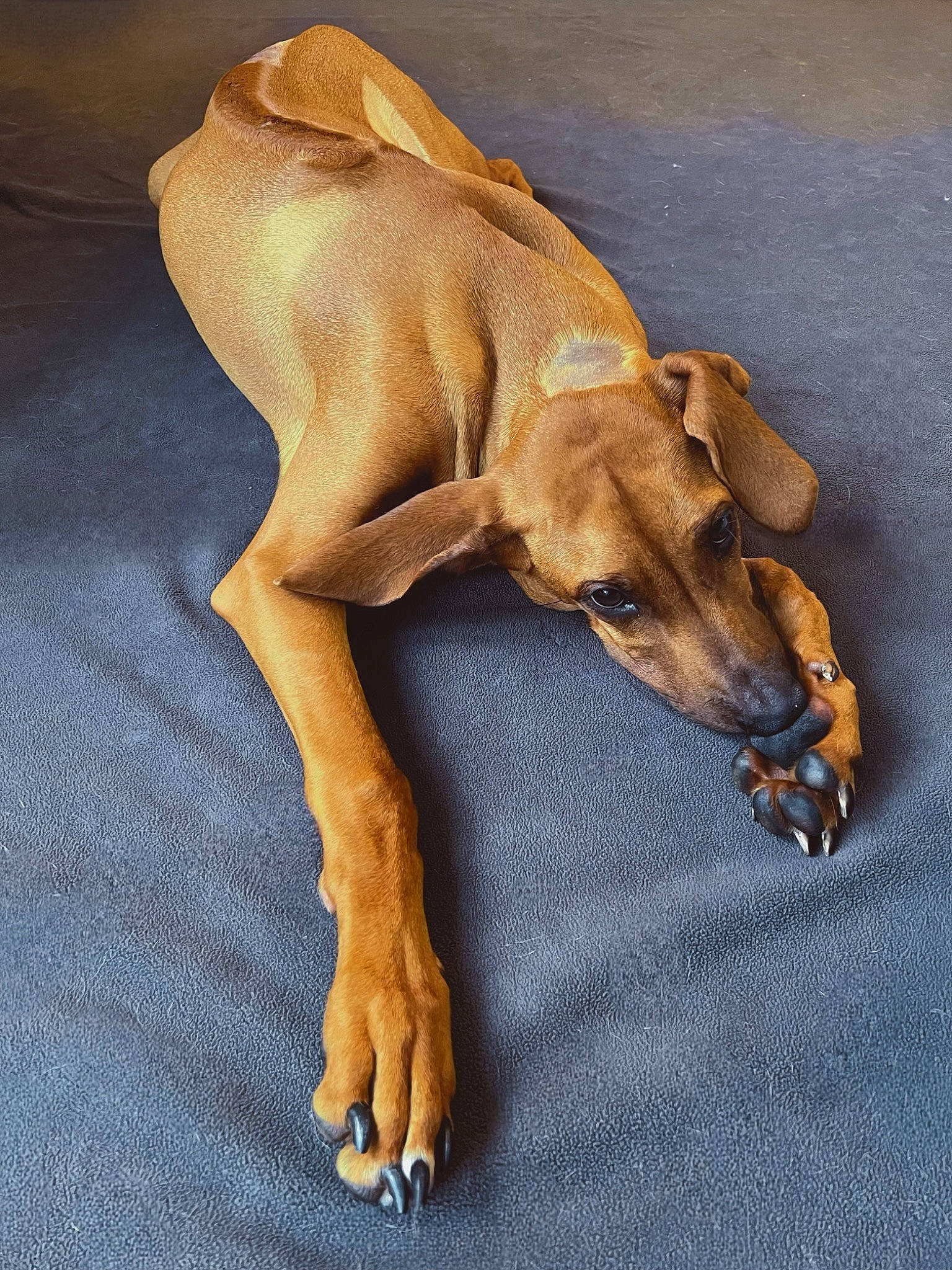 Delko is registered to the contest to win money with this photo: canidae, carnivore, comfort, companion_dog, dog, dog_breed, dog_supply, fawn, hound, liver, paw, pet_supply, sighthound, snout, sporting_group, tail, terrestrial_animal, toy_dog, wood, working_animal