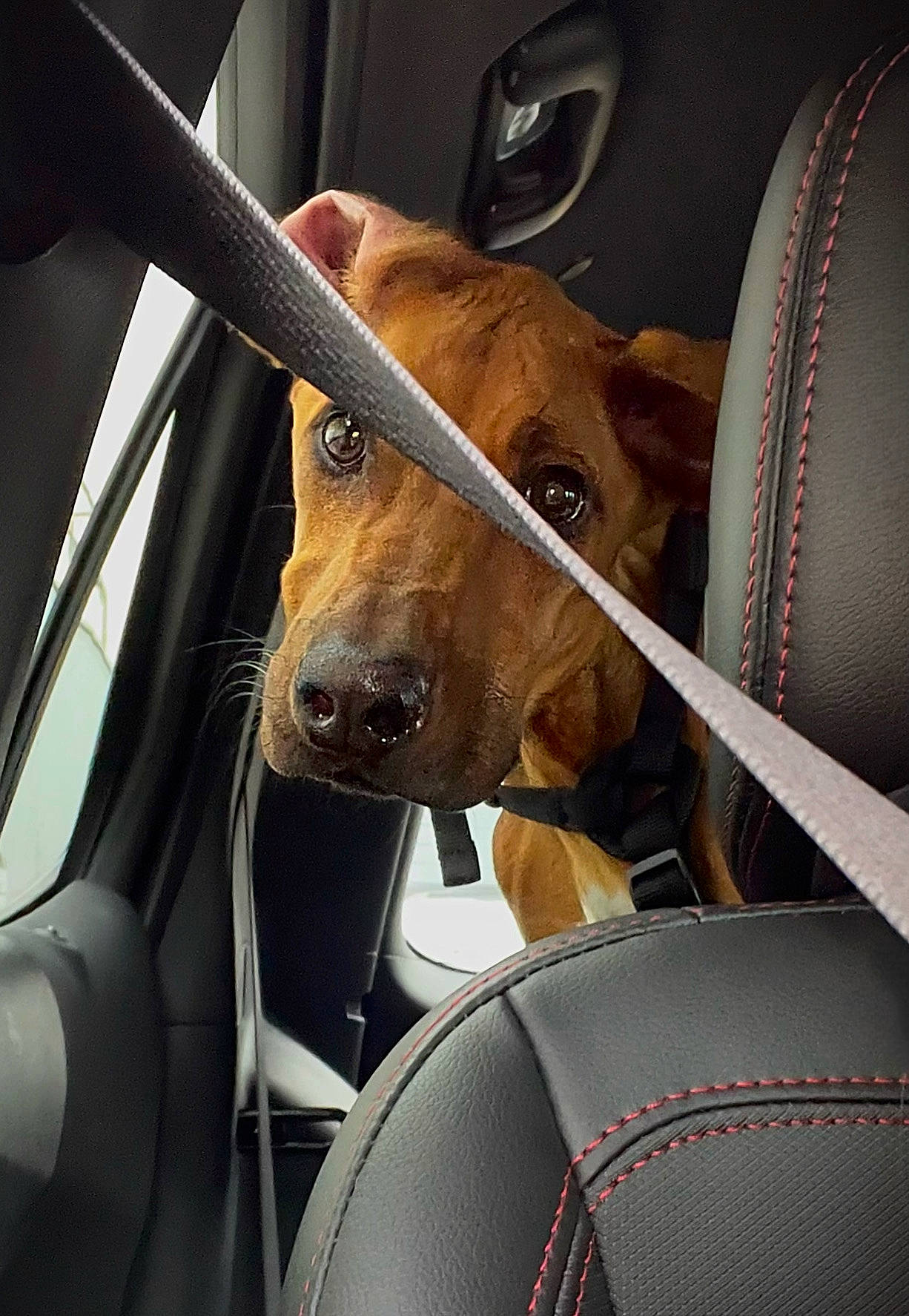 Delko is registered to the contest to win money with this photo: auto_part, automotive_exterior, automotive_lighting, car, car_seat, car_seat_cover, carnivore, companion_dog, dog, dog_breed, fawn, head_restraint, motor_vehicle, seat_belt, snout, sporting_group, steering_wheel, vehicle, vehicle_door, working_animal