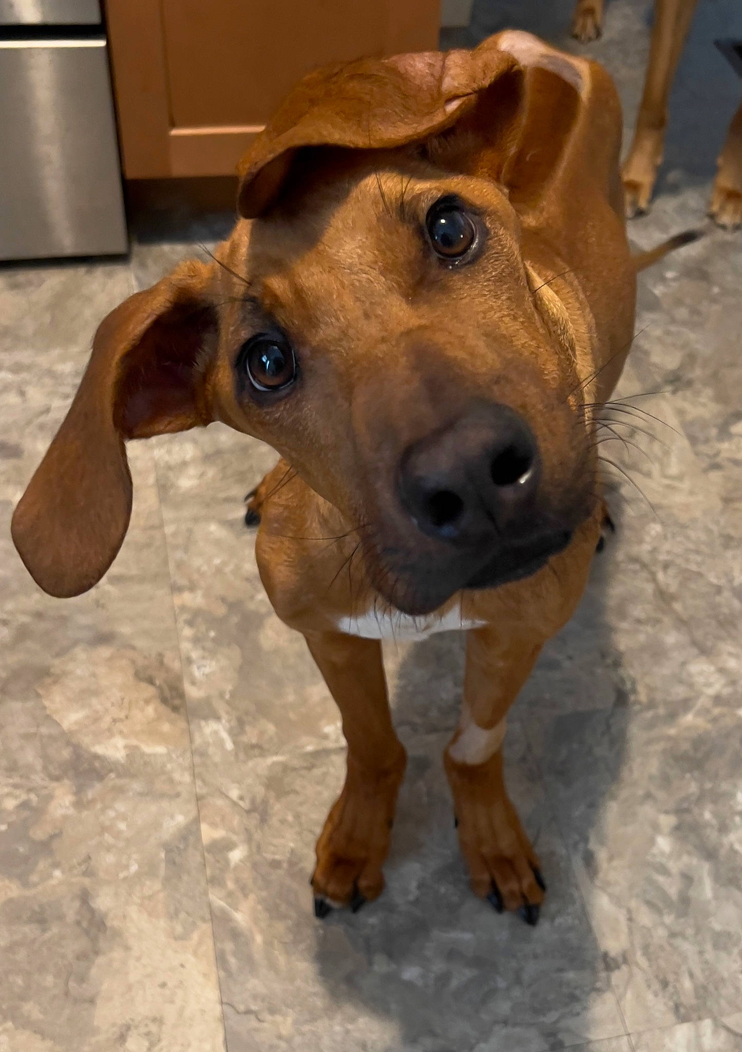 Delko joined the competition — help win amazing prizes! cabinetry, canidae, carnivore, collar, companion_dog, cupboard, dog, dog_breed, dog_supply, drawer, fawn, fur, kitchen_appliance, liver, pet_supply, refrigerator, snout, sporting_group, whiskers, working_animal