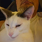 Skitzo is registered to the contest to win money with this photo: cat, person, face, animal, pet, indoor, white_cat, closeup, portrait, relaxed, feline, man, beard, ear, nose, whiskers, domestic_animal, companion, casual, seated