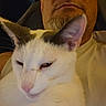 cat, person, face, animal, pet, indoor, white_cat, closeup, portrait, relaxed, feline, man, beard, ear, nose, whiskers, domestic_animal, companion, casual, seated