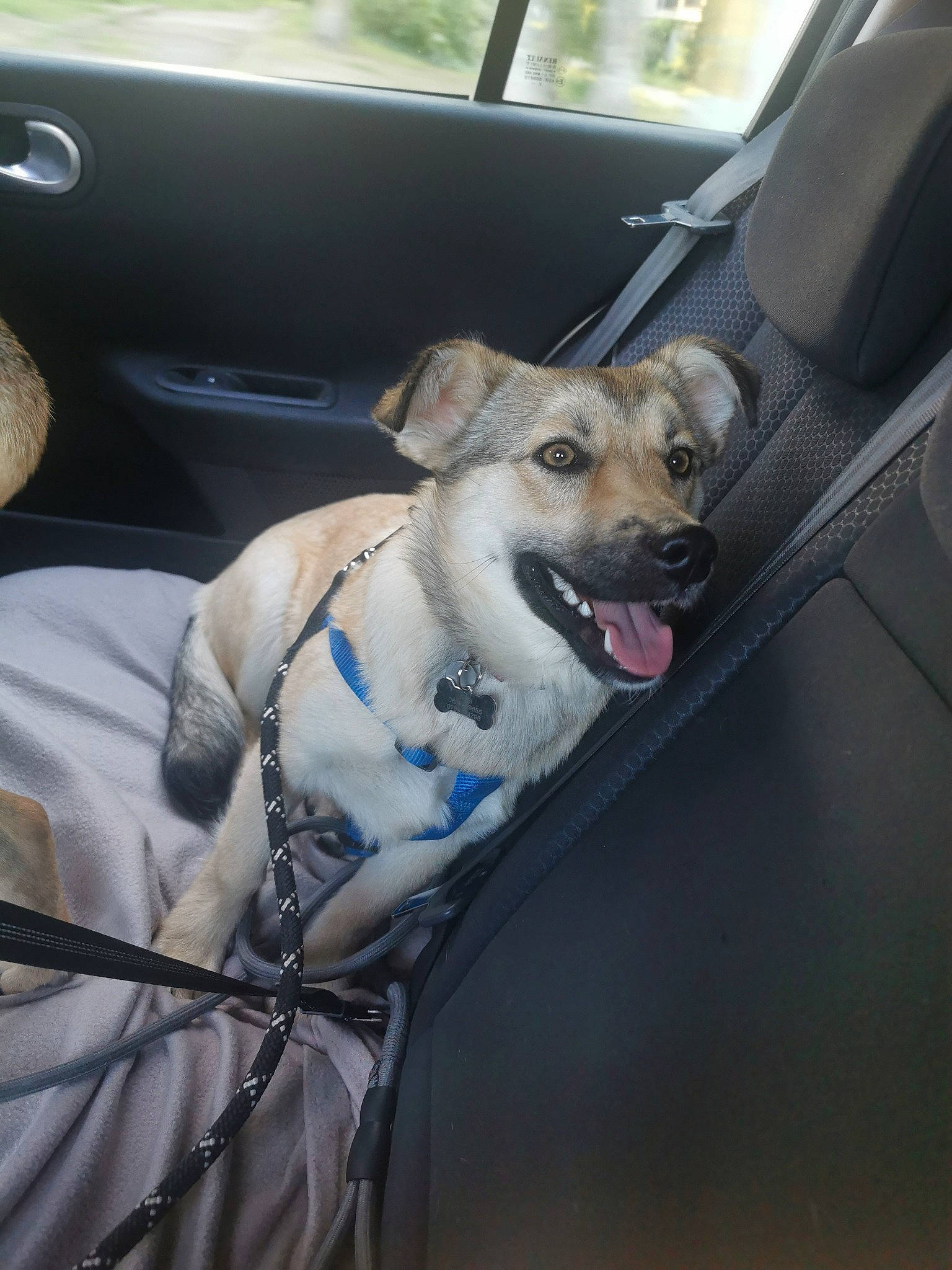 Nala a rejoint le concours — aidez-le/la à gagner de superbes lots ! auto_part, automotive_exterior, canidae, car, car_seat, carnivore, collar, companion_dog, dog, dog_breed, dog_collar, dog_supply, fawn, hood, motor_vehicle, snout, sporting_group, vehicle, vehicle_door, working_animal