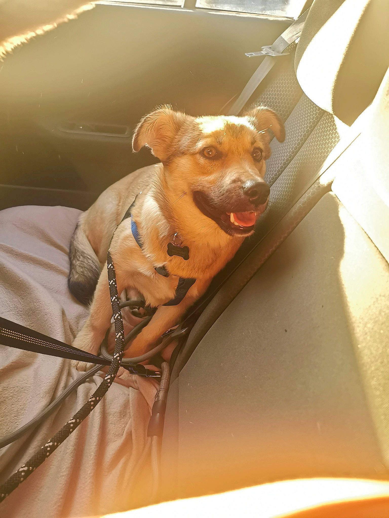 Nala a rejoint le concours — aidez-le/la à gagner de superbes lots ! brown, canidae, carnivore, collar, comfort, companion_dog, dog, dog_breed, dog_supply, fawn, metal, pet_supply, snout, sporting_group, terrestrial_animal, toy_dog, whiskers, window, wood, working_animal