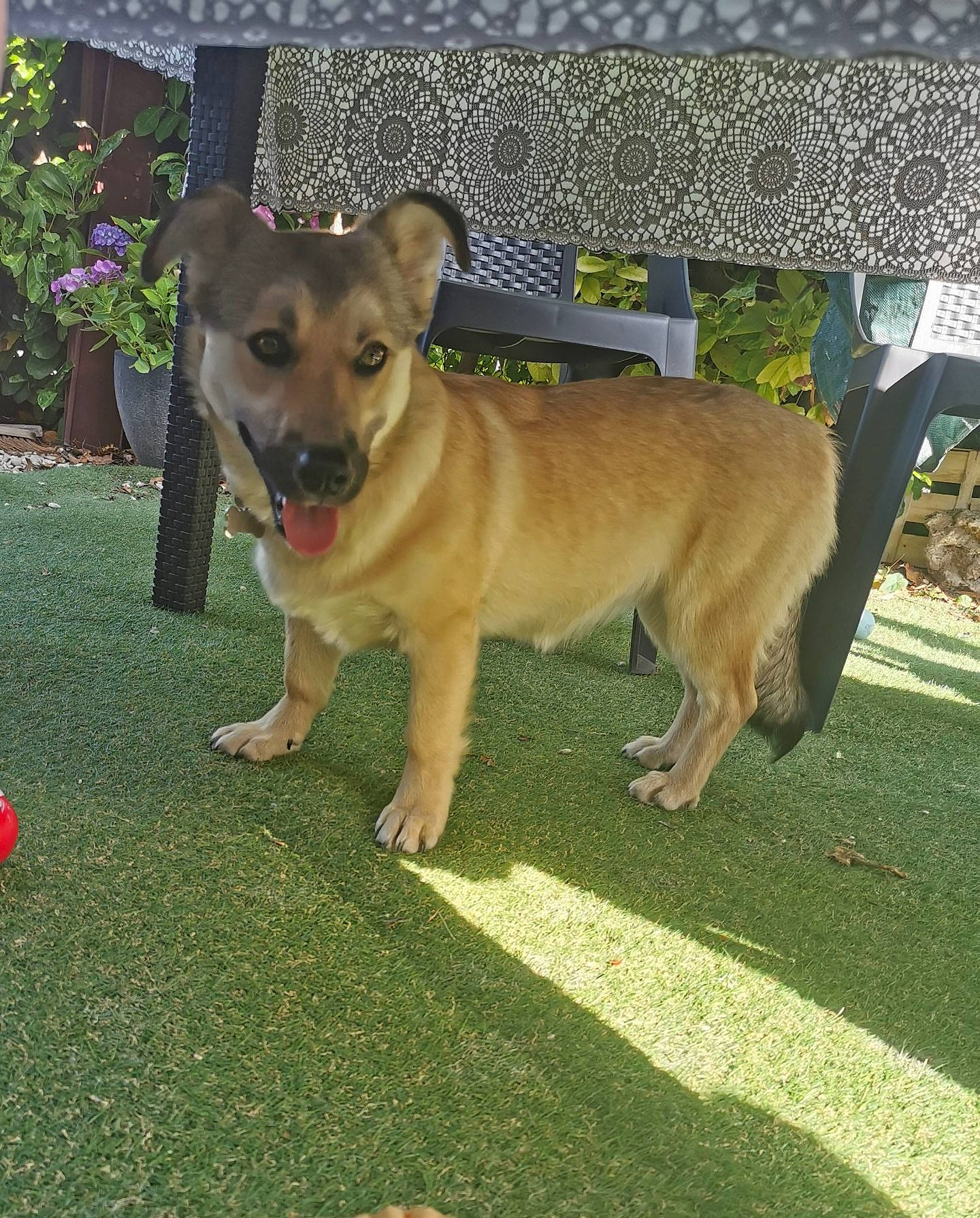 Nala a rejoint le concours — aidez-le/la à gagner de superbes lots ! ancient_dog_breeds, canidae, carnivore, collar, companion_dog, dog, dog_breed, dog_collar, dog_supply, fawn, flower, flowerpot, grass, guard_dog, plant, snout, sporting_group, tail, working_animal, working_dog