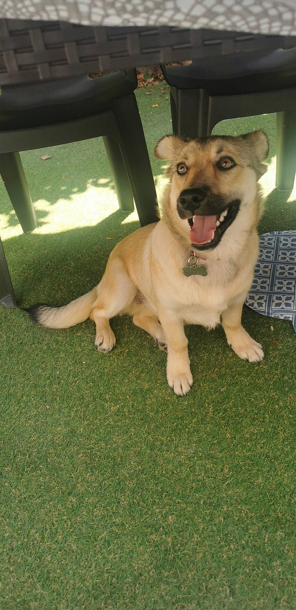 Nala participe au concours pour gagner de l'argent avec cette photo : ancient_dog_breeds, canidae, carnivore, chair, collar, companion_dog, dog, dog_breed, dog_collar, dog_supply, fawn, grass, guard_dog, non_sporting_group, sporting_group, tail, whiskers, working_dog