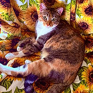 Summer is registered to the contest to win money with this photo: animal, blanket, calico_cat, cat, cozy, curious, cute, feline, floral, fur, green, indoor, lounging, pattern, pet, relaxed, sunflower, tail, whiskers, yellow
