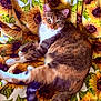 animal, blanket, calico_cat, cat, cozy, curious, cute, feline, floral, fur, green, indoor, lounging, pattern, pet, relaxed, sunflower, tail, whiskers, yellow